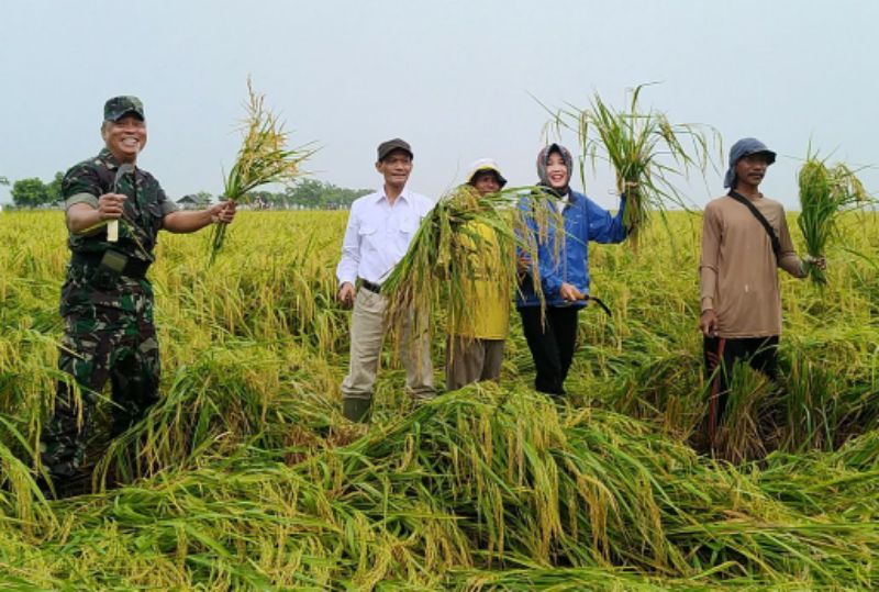  Hamparan Padi Menguning Siap Panen di Karawang di Masa Paceklik