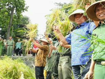 Siapa Bilang Paceklik? Momon Rusmono Buktikan di Cirebon, Panen Padi Tiap Hari