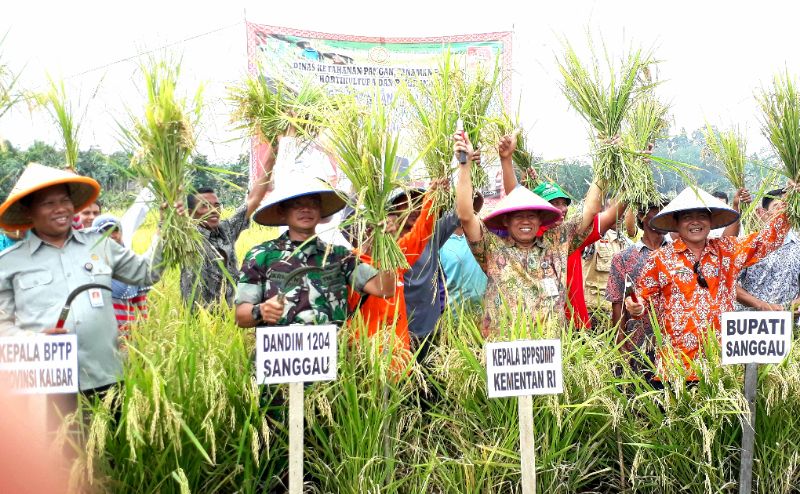 Badan SDM Kementan Koordinasikan Stok dan Luas Panen Padi Sanggau Kalbar