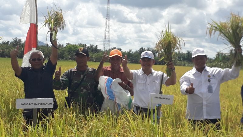 Kementan Surprise Surplus Beras Sambas `Diekspor` ke Provinsi Tetangga