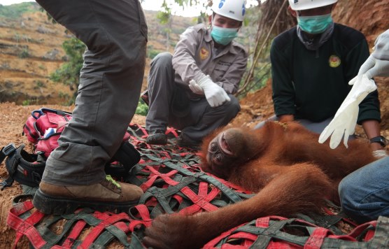 Polisi Tangkap Satu Keluarga Tersangka Pembunuh Orang Utan