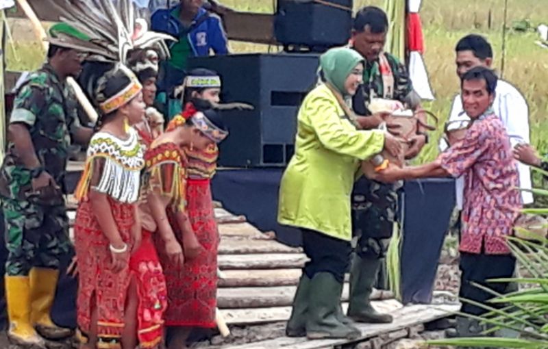 Panen Ketiga, Lahan Cetak Sawah 2016 di Tengah Kebun Sawit Sanggau Kalbar