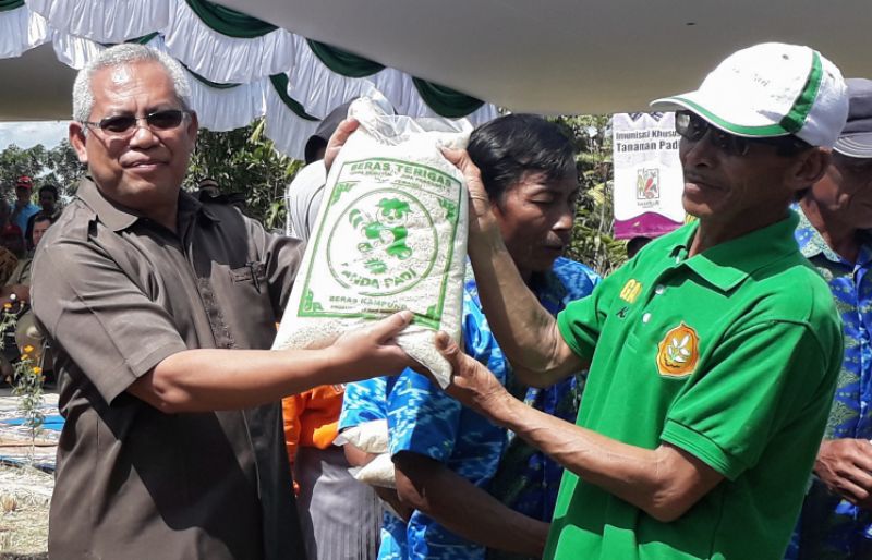 Panen Sambas, Kementan Tagih Komitmen Bulog Serap Gabah Petani