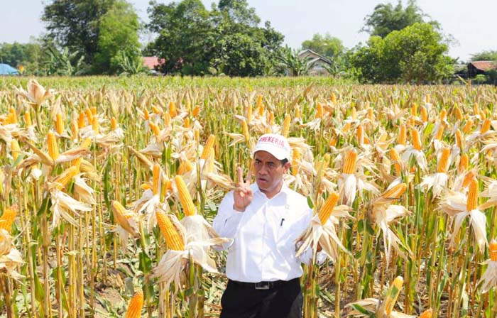 Kualitas Produksi, Jagung Indonesia Lebih Baik dari Produk Impor