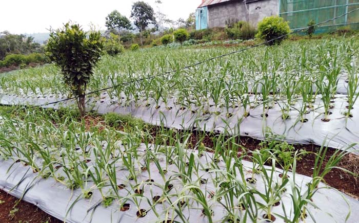 Penyuluh Swadaya Dukung Petani Bawang Putih Muara Enim Tingkatkan Produksi