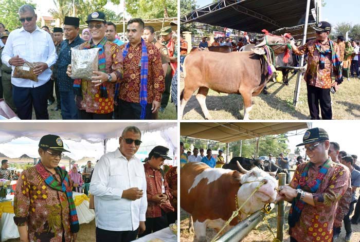 Kontes Ternak, Peternak Harus Faham `Waktu Tepat` Jual Sapi