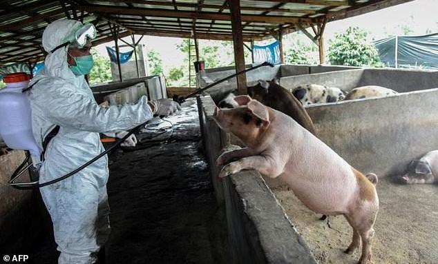 Bangkai Babi di Deli Serdang jadi Sorotan Dunia
