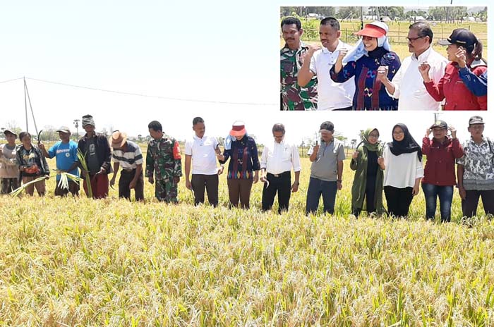 Panen Padi, Petani Timor Tengah Selatan Optimistis Sambut Masa Tanam