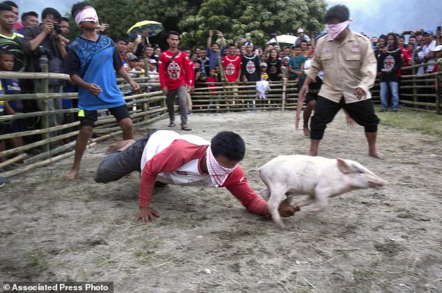 Ancaman Demam Babi, Festival Anyar di Danau Toba Disorot Media Asing