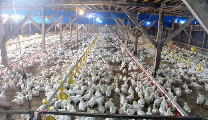 Surplus 577 Ribu Ton, Potensi Produksi Daging Ayam Ras sepanjang 2019