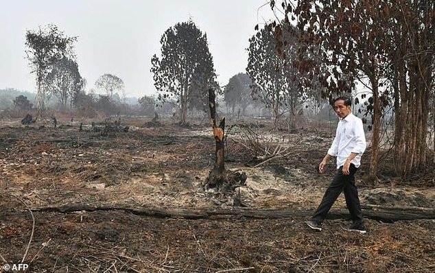 Jokowi Tegaskan Berupaya Keras Atasi Kebakaran Hutan dan Lahan