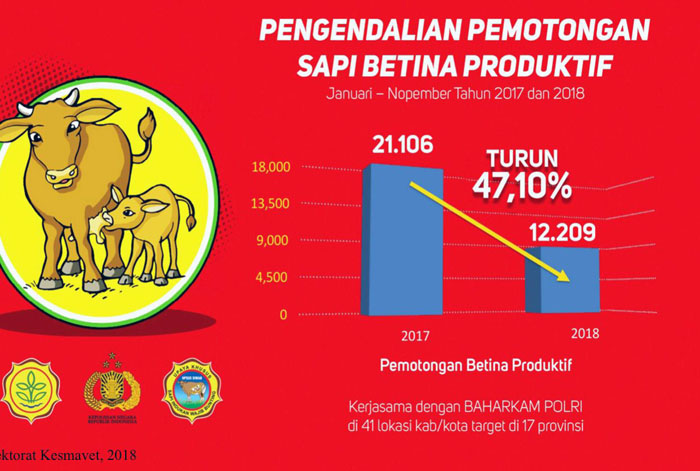 Dukung Siwab, Sapi Brahman Cross dan Tekan Pemotongan Betina Produktif