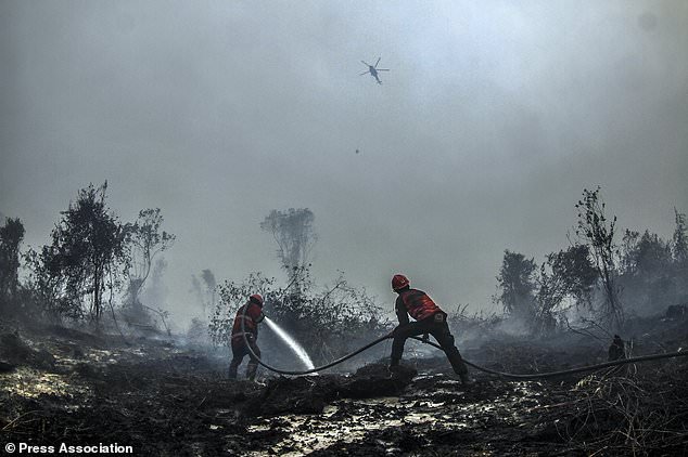 230 Pembakar Hutan dan Lahan Ditangkap Polisi