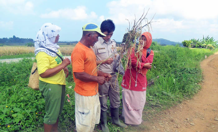 Kabupaten Lebak Krisis Penyuluh Pertanian sejak Tiga Tahun Terakhir