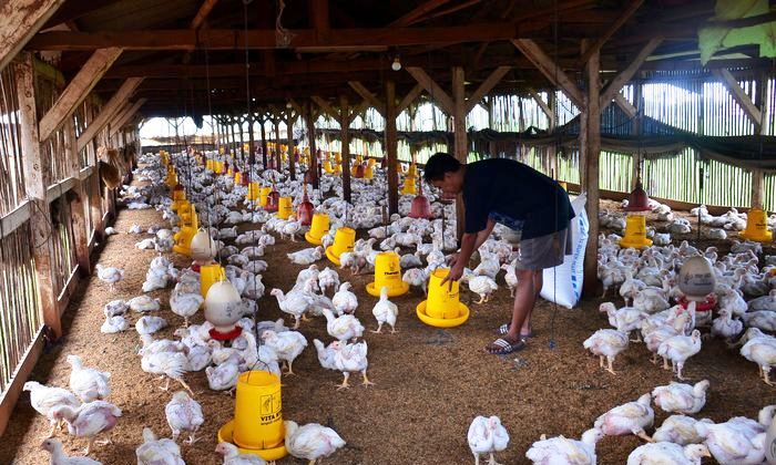 Pemberdayaan Mahasiswa dalam Agribisnis Ternak Ayam di Batang