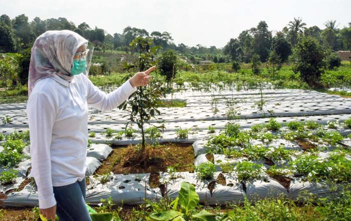 Inisiasi Bupati, KostraTani Dampingi Petani Purwakarta Tanam Sayuran