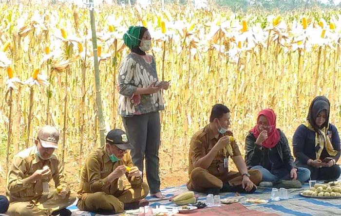 Kapusdik dan Kadistan Banten Panen Perdana Jagung di Lokasi Demfarm 