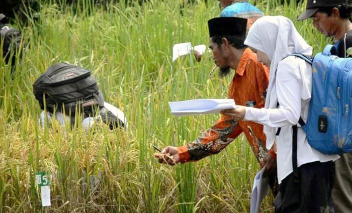 Petani Food Estate Kalteng masih Orientasi Padi Lokal