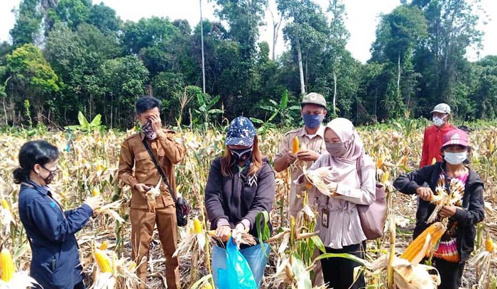 Hitung Ubinan Jagung, Penyuluh Kalteng Kawal Petani Bartim