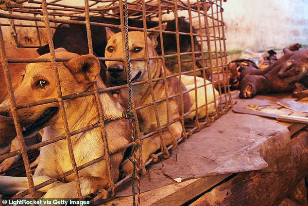 Bukan Pangan, Pemerintah Klaim Perdagangan Anjing Ilegal 
