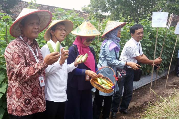 Alokasi Rp50 Triliun, Dr Rajiman Ajak Petani Timun Baby Sleman Manfaatkan KUR