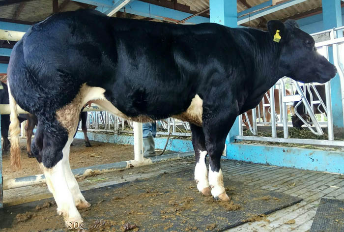 Pertama di Indonesia, Kementan Berhasil Produksi Embrio Sapi Belgian Blue Murni