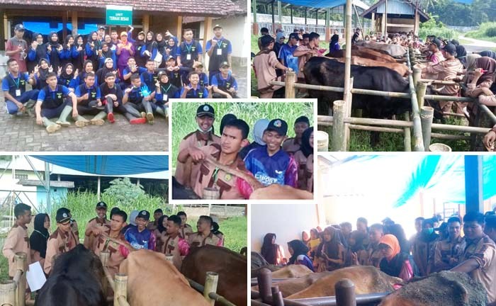 Tiga Pekan, Mahasiswa Polbangtan Tingkatkan Kompetensi Inseminasi Buatan