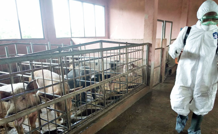 Cegah Penyebaran Kasus, Kementan Petakan Kasus Kematian Babi di NTT
