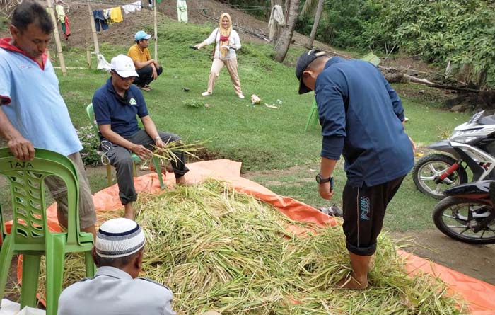 Penyuluh Gorontalo Utara Dampingi Petani `Demplot Turiman` Lahan Kering