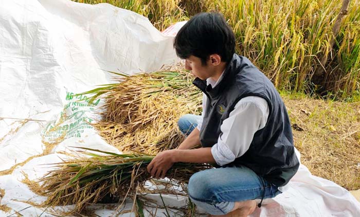 KostraTani Cirebon, Penyuluh BPP Waled Bimbing Petani Atur Jarak Tanam