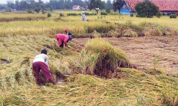 Jambi Diintai Corona, Petani Sarolangun Tetap Semangat Panen Padi