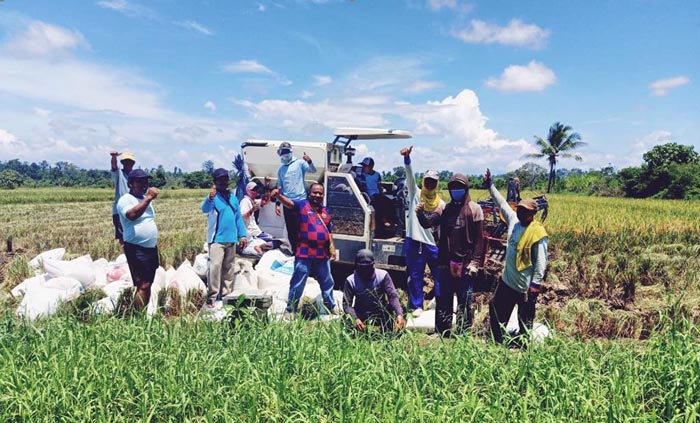 Hasil Cetak Sawah, Petani Nabire Panen Padi 600 Hektar di Meepago