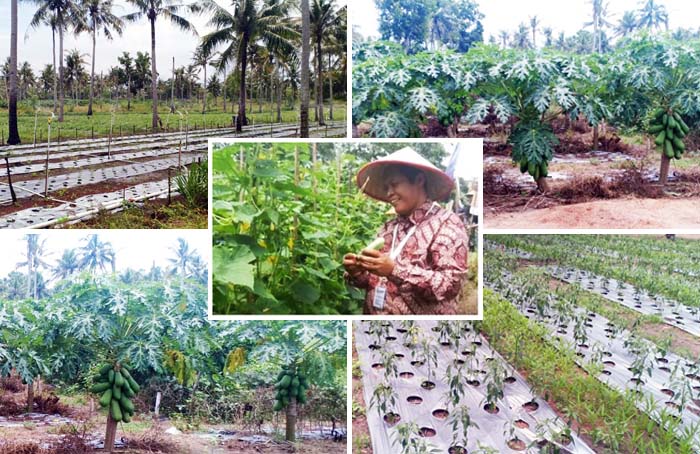 Petani Milenial Lahan Pasir Terapkan Irigasi Sprinkler