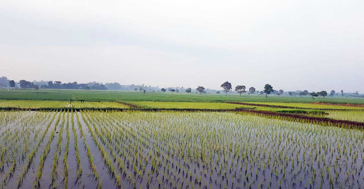 Sawah Lestari, Komitmen Kota Denpasar Pertahankan Lahan Pertanian