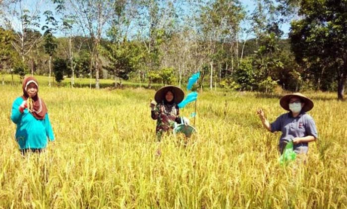 Panen Halmahera Barat, Penyuluh Buktikan #pertaniantidakpernahberhenti