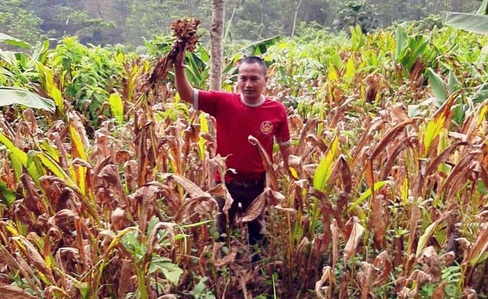 Konsumsi Rimpang Naik Petani dan Eksportir Raih Laba Plus Konsumsi Rimpang Naik Petani dan Eksportir Raih Laba Plus