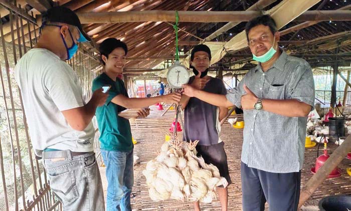 Kementan: 221.875 Ekor Ayam Peternak Mandiri Dibeli 10 Perusahaan Mitra