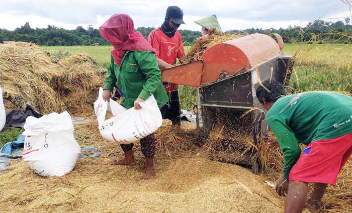 Panen Berau, Penyuluh dan BPTP Pastikan  #PertanianTidakBerhenti di Kaltim