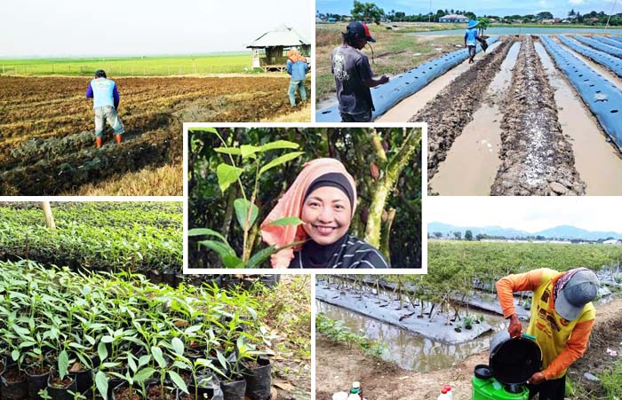 Bimtek Lapangan, Pusdiktan BPPSDMP Dukung Poktan Penggiat Budidaya Cabai