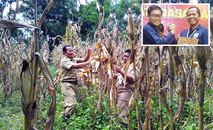 Panen Jagung di KostraTani Secang Magelang #pertaniancegahcorona