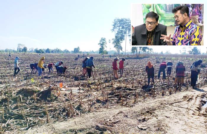 Gapoktan Sipatokong Tetap Tanam Jagung #PertanianTidakBerhenti di Muna