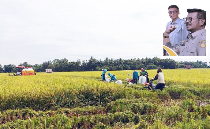 Panen Bombana, Bukti Petani juga Pejuang Hadapi Pandemi Covid-19