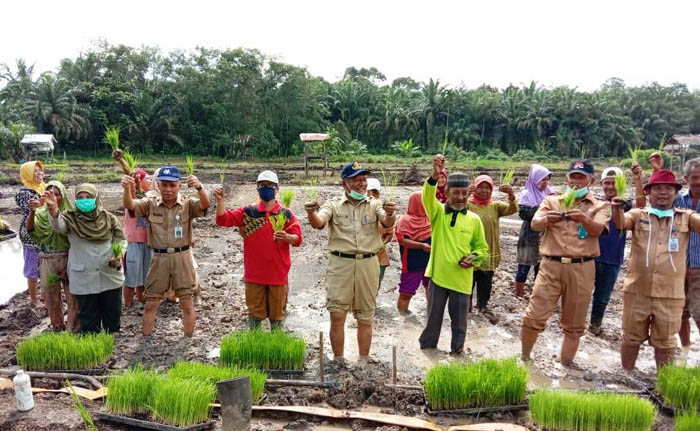 Covid-19 Intai Riau, KostraTani Peranap Optimalisasi Kaji Terap di Indragiri Hulu