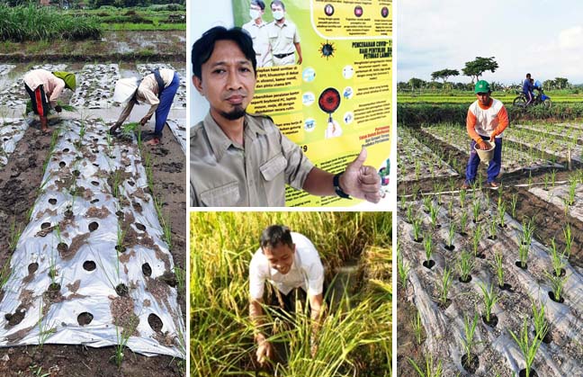 Sistem Mulsa, Kiat BPP Wates Budidaya Padi Hemat Biaya Tangkal Corona