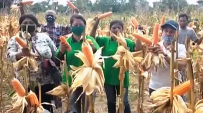 Tangkal Corona, Timor Tengah Selatan Siapkan Pangan Lokal 