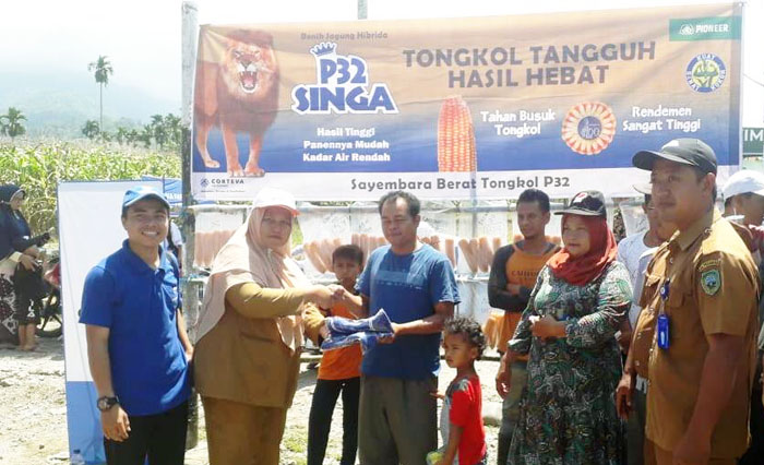Jagung Tigo Nagari jadi Konsumsi Pangan Lokal Pasaman