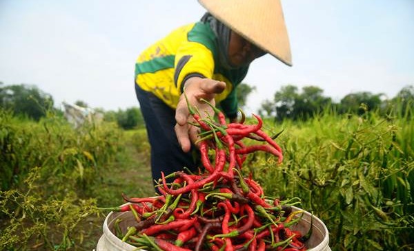 Songsong Lebaran, Penyuluh Dampingi Petani Bulungan Panen Cabai