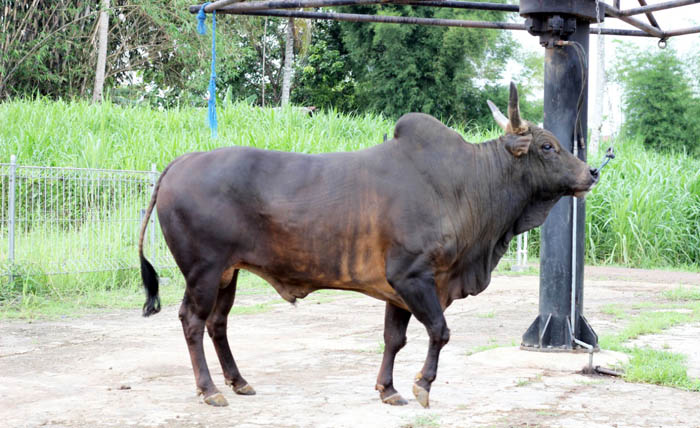 Kementan Dorong Pengembangan Sumber Daya Ternak Lokal Sapi Pasundan