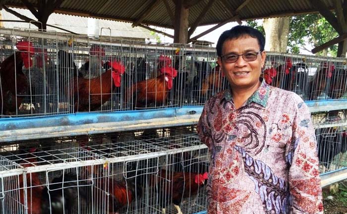 Dirjen PKH Kementan Klarifikasi Harga Ayam Rp770.000 per Ekor