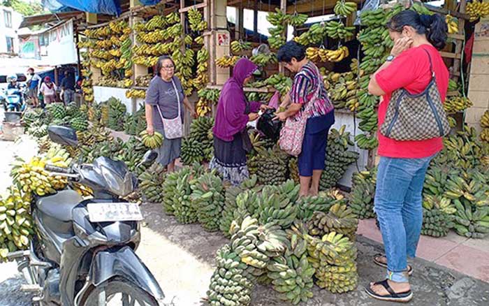 Tiap Hari Petani Nunukan Ekspor Pisang  Kepok  ke Malaysia